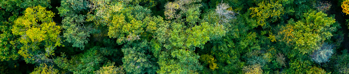 Sustainability at Forex InLinea